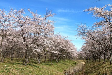 七ヶ宿ダム自然休養公園・七ヶ宿湖の桜　（宮城県七ヶ宿町）