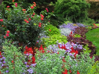 Colourful flowers in the park garden