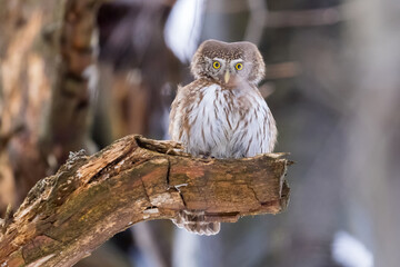 Pygmy Owl (Glaucidium passerinum) perched on a tree branch in a forest wildlife background. 