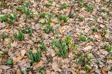 Snowdrops in a meadow in early spring in an oak forest 