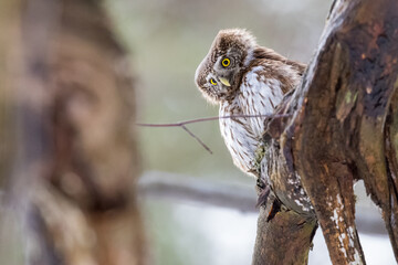 Pygmy Owl (Glaucidium passerinum) perched on a tree branch in a forest wildlife background. 