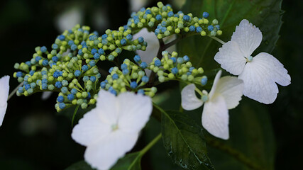 blue and white hydrangea