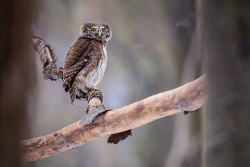 Pygmy Owl (Glaucidium passerinum) perched on a tree branch in a forest wildlife background. 