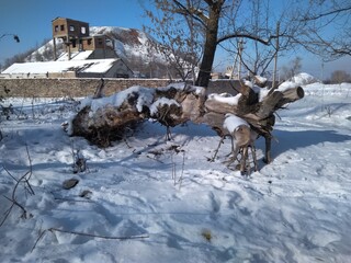 Naklejka premium log