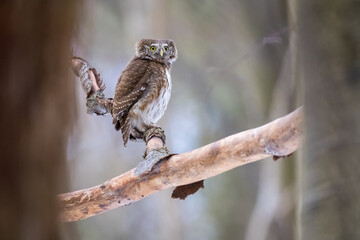 Pygmy Owl (Glaucidium passerinum) perched on a tree branch in a forest wildlife background. 