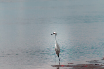 Garça pescando peixe na praia.