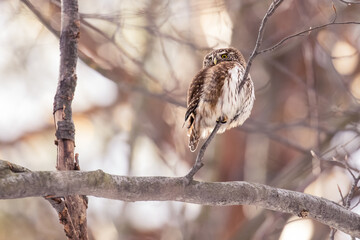 Pygmy Owl (Glaucidium passerinum) perched on a tree branch in a forest wildlife background. 