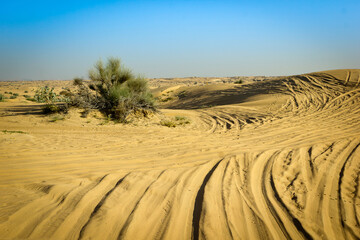 a lone living tree on a dune in the desert