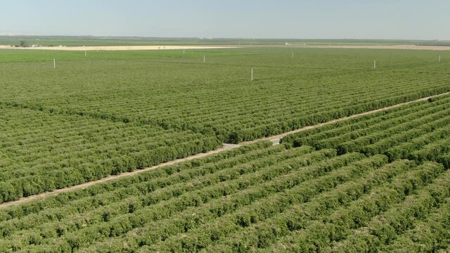 Vineyards San Joaquin ASz Back