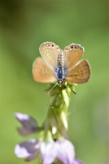 butterfly on a flower