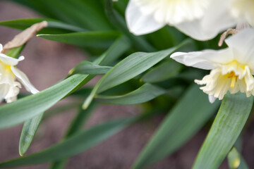 Fototapeta na wymiar Beautiful flowers of daffodil over green stalk