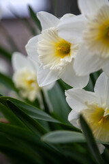 Obraz na płótnie Canvas Beautiful Daffodil Flower on Green Stalk