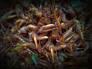 Crispy grasshoppers are a snack