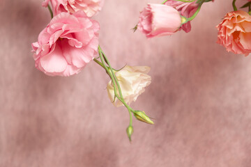 Pink and cream eustoma flowers on delicate pink background