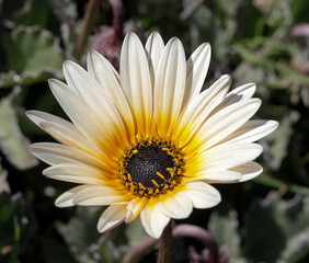 Obraz premium White and Yellow Gazania Rigens in Bloom. Santa Cruz, California, USA.