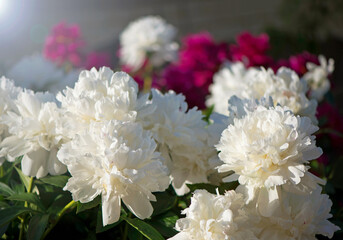 peonies blossomed in the summer, peonies lit by the sun.beautiful peonies on the lawn