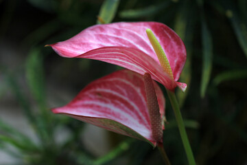 Anthurium Livium. Red and white anthurium flower. beautiful anthurium close-up. Anthurium pink colors with stripes