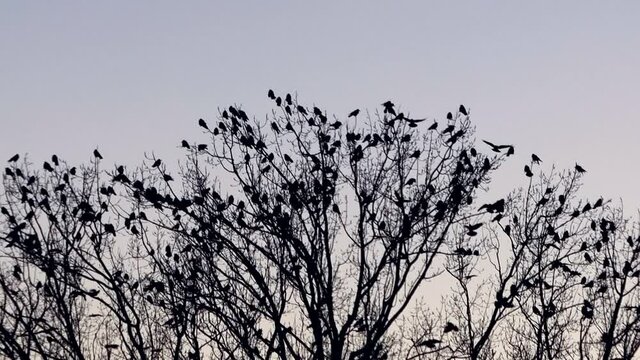 flock of crows on tree
