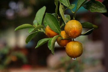 fresh orange in the garden
