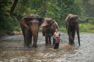 Fototapeta na wymiar Beautiful Asian Woman wears thai dress with her elephant.