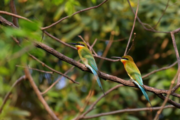 Beautiful Merops philippinus bird perched on a branch. 