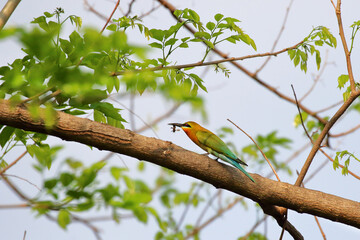 Beautiful Merops philippinus bird perched on a branch. 