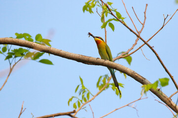 Beautiful Merops philippinus bird perched on a branch. 