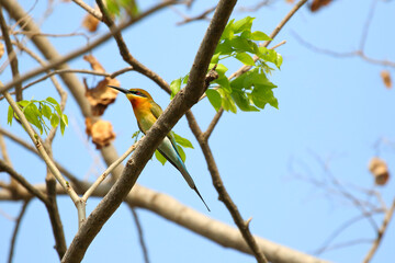 Beautiful Merops philippinus bird perched on a branch. 