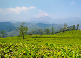 Fototapeta premium Green Tea Plantation India Paradise
