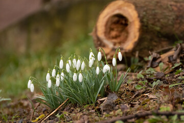 Schneegl&ouml;ckchen im Wald