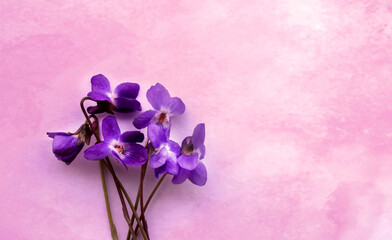 Violet flowers on watercolor background, spring, scented garden vioets bouquet beatiful 