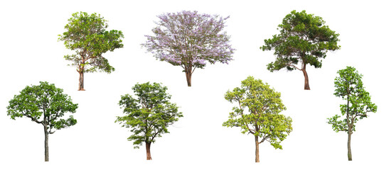 Collection of green tree side view isolated on white background  for landscape and architecture...