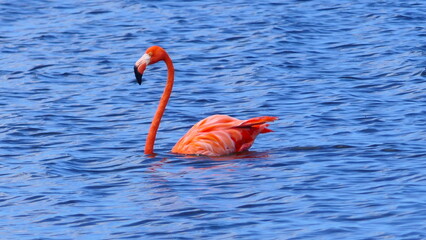 pink flamingo in bonaire