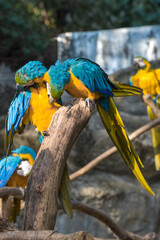 Two blue-yellow macaws (Ara ararauna) brushing each other's feathers