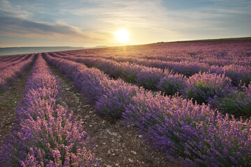 Plakat Meadow of lavender at sunrise.