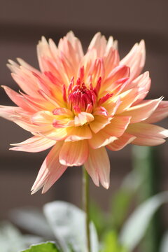 グラデーションのダリア の画像 470 件の Stock 写真 ベクターおよびビデオ Adobe Stock