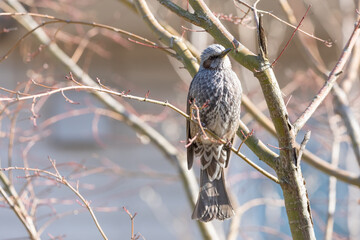 木の枝にとまるヒヨドリ