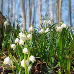 Obraz premium Blühende Märzenbecher, Leucojum vernum, im Frühling