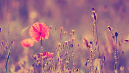 maki na łące w lecie © gosia