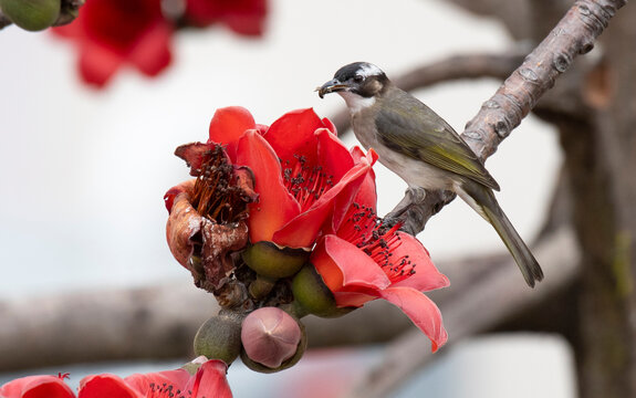 2021 Mar 14,Hong Kong.Bird Standing on the Flowers of Bombax Ceiba or silk cotton tree in park .