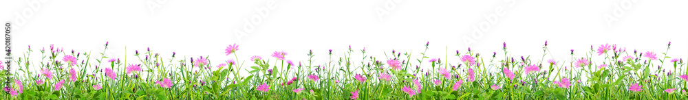 Wall mural green grass and pink spring flowers isolated on white background