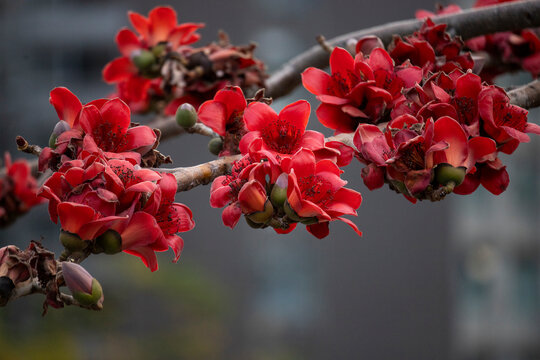 2021 Mar 14,Hong Kong.Flowers of Bombax Ceiba or silk cotton tree in park .