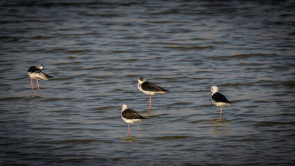 Flamingo salt water pond- Eilat Israel
