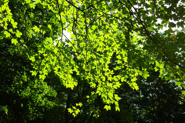 zielone liście w słońcu na wiszącej gałązce w lesie