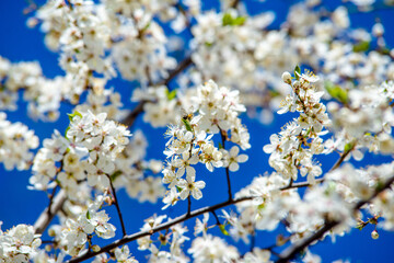 Cherry blossom branch in the garden in spring
