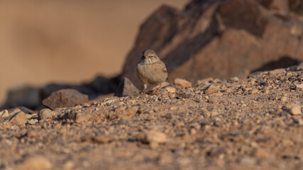 Isolated close up of a single Blackstart- Southern Israel