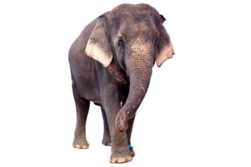 Asian elephant standing on a white background.