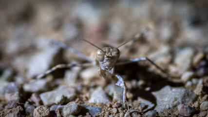 Isolated close up macro of a desert praying mantis- Southern Israel