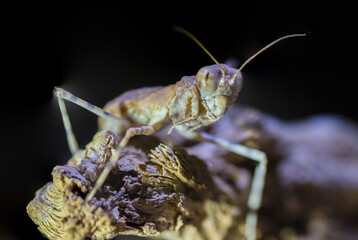 Isolated close up macro of a desert praying mantis- Southern Israel