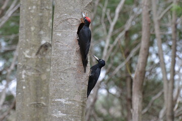 初夏の北海道の森、巣作りをするクマゲラ